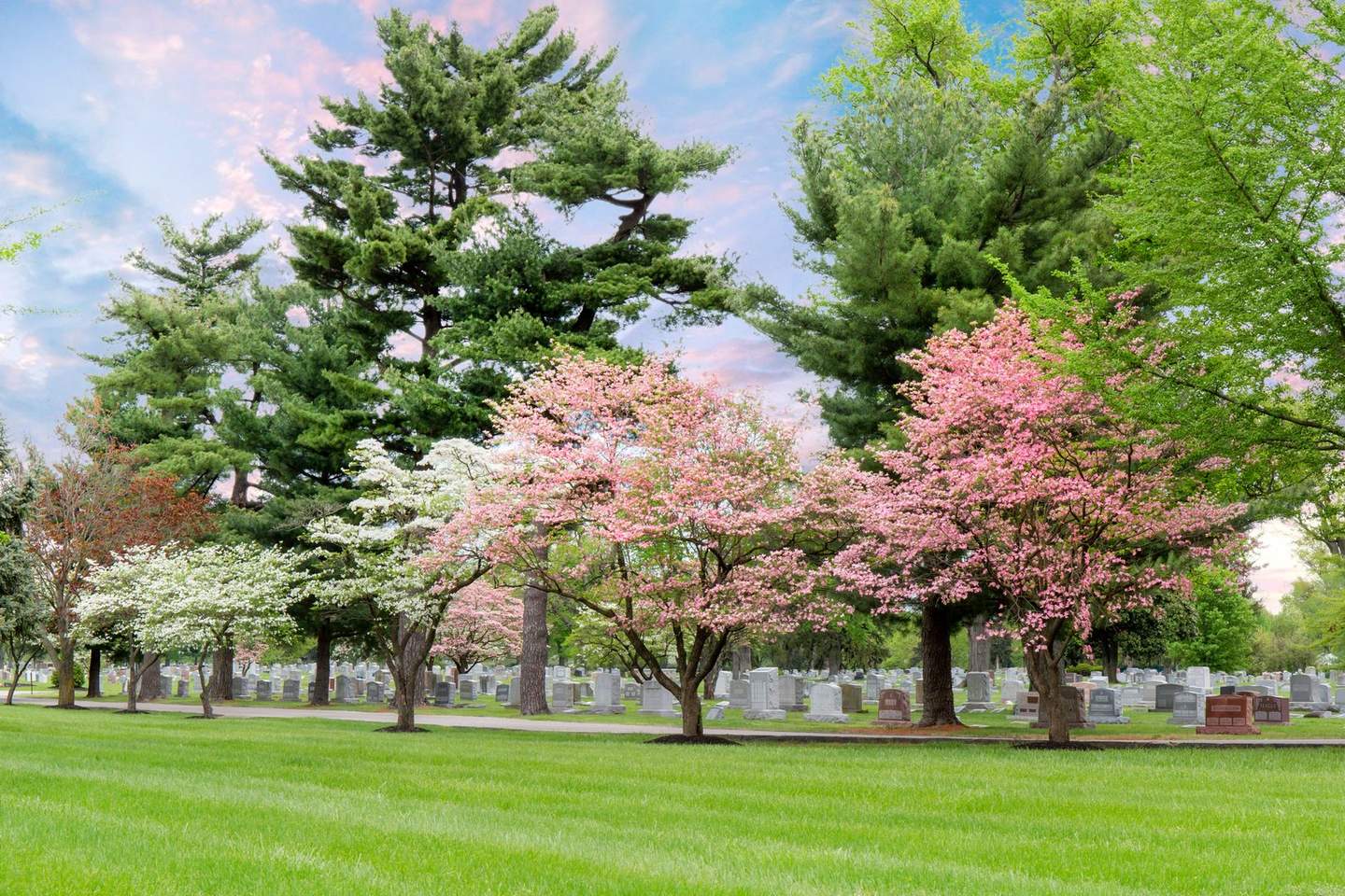 Cherry blossom trees on green memorial park grounds