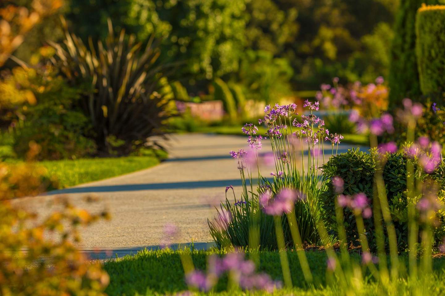 Garden path with flowers in golden light