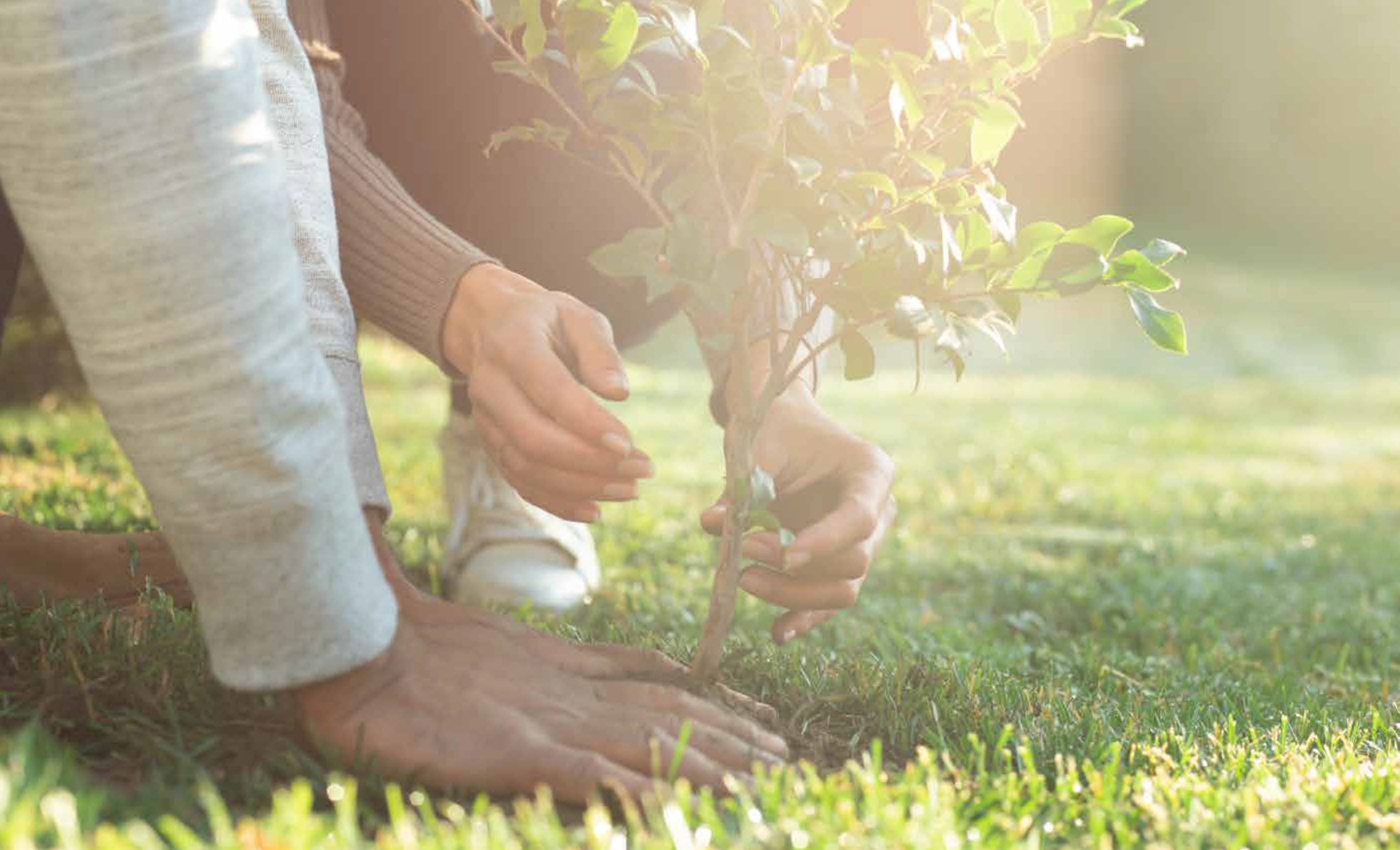 Tree planting in green space